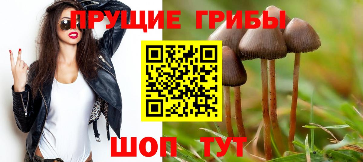 Галлюциногенные грибы Psilocybe Светлоград